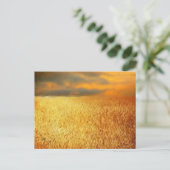 Weizenfeld bei Sonnenuntergang, Postkarte (Stehend Vorderseite)