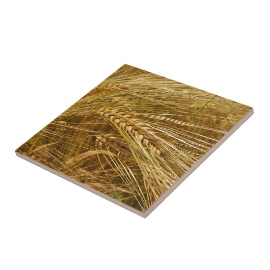 Weizenfeld. Es ist ernte Zeit! Fliese (Seite)