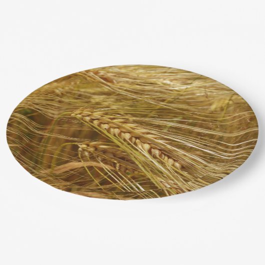 Weizenfeld. Es ist ernte Zeit! Pappteller (Schrägansicht)