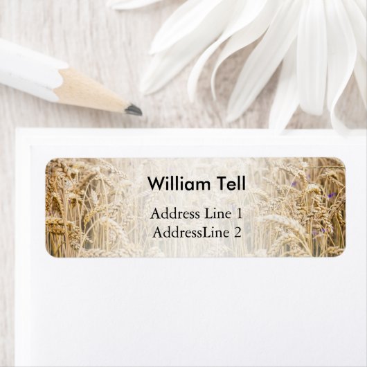 Weizenfeld, goldene Körner (Insitu)