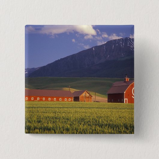 Weizenfeld im Wallowa Tal, gerade draußen Button (Vorderseite)