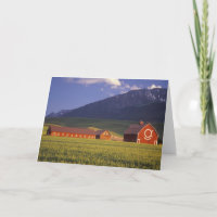 Weizenfeld im Wallowa Tal, gerade draußen