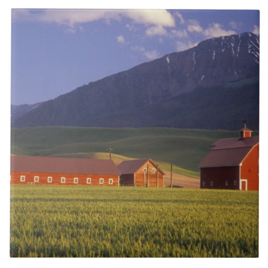 Weizenfeld im Wallowa Tal, gerade draußen Fliese (Vorderseite)