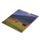 Weizenfeld im Wallowa Tal, gerade draußen Fliese (Seite)
