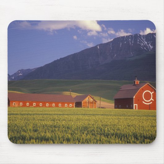 Weizenfeld im Wallowa Tal, gerade draußen Mousepad (Vorne)
