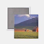 Weizenfeld im Wallowa Valley, direkt außerhalb Magnet (Vorderseite/Rückseite)