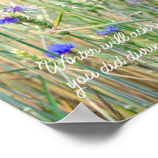 Weizenfeld mit blauen Kornblumen Poster (Ecke)