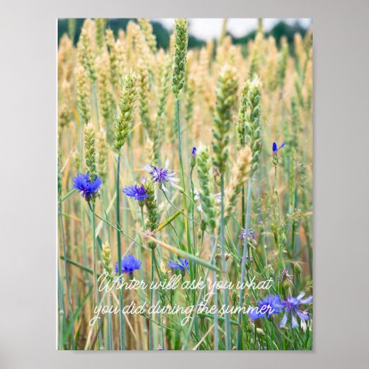 Weizenfeld mit blauen Kornblumen Poster (Vorne)