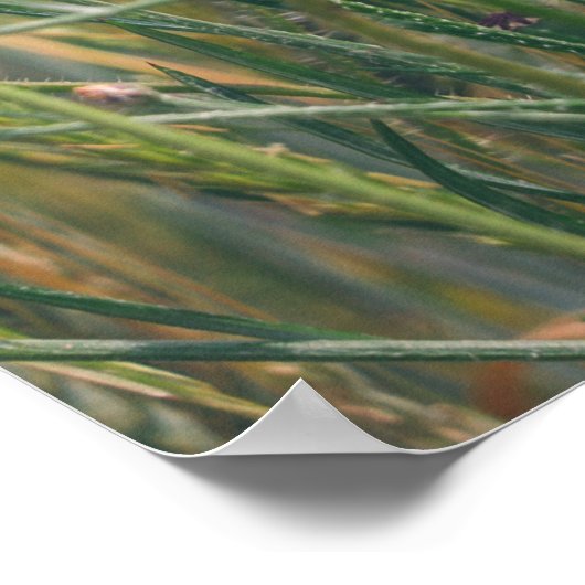 Weizenfeld mit Mohn und Maisblumen Poster (Ecke)