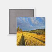 Weizenfeld nach Ernte Magnet (Vorderseite/Rückseite)