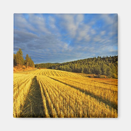 Weizenfeld nach Ernte Magnet (Vorne)