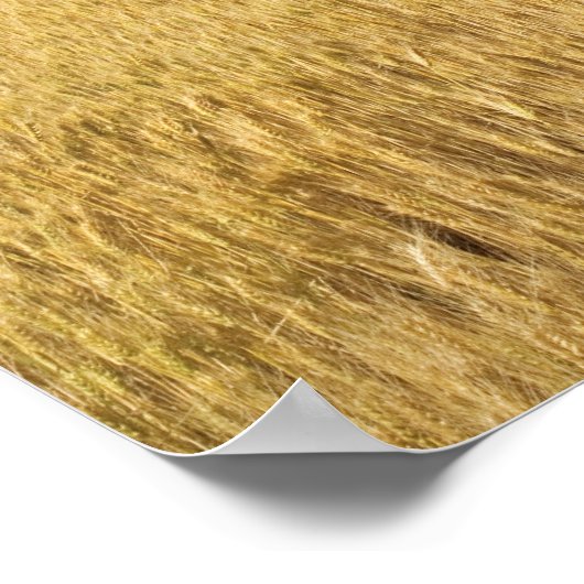 Weizenfeld Poster (Ecke)