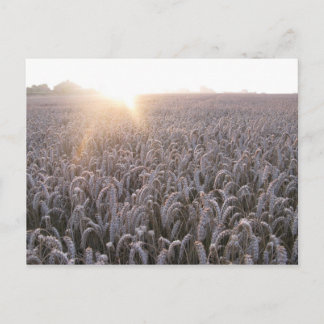 Weizenfeld Postkarte