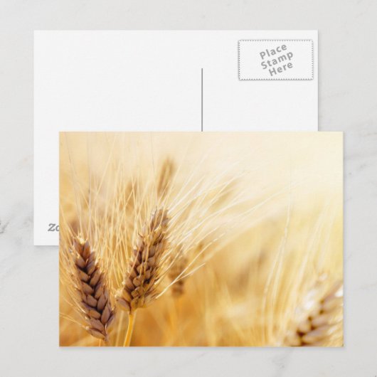Weizenfeld Postkarte (Vorne/Hinten)