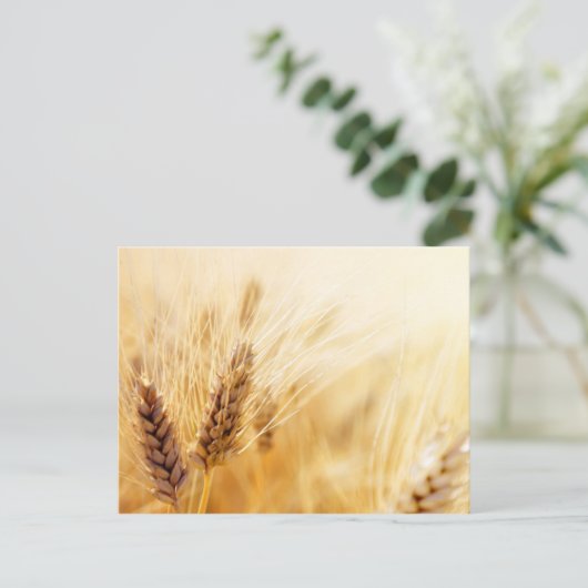 Weizenfeld Postkarte (Stehend Vorderseite)