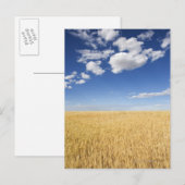 Weizenfeld Postkarte (Vorne/Hinten)