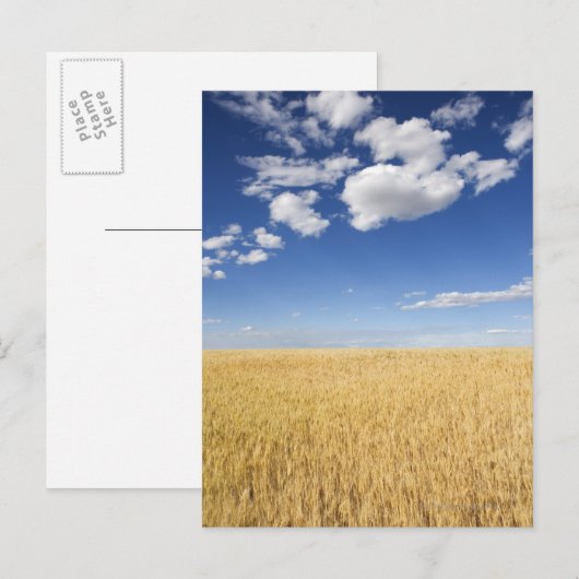 Weizenfeld Postkarte (Vorne/Hinten)
