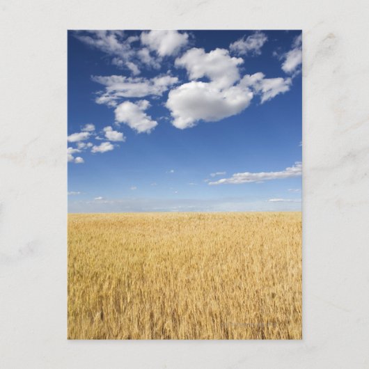 Weizenfeld Postkarte (Vorderseite)