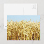 Weizenfeld Postkarte (Vorne/Hinten)