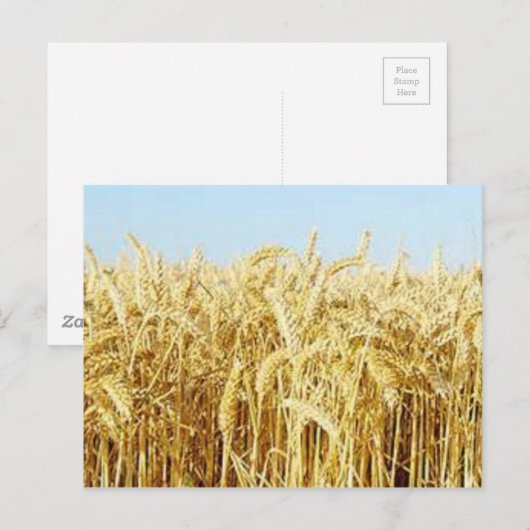 Weizenfeld Postkarte (Vorne/Hinten)