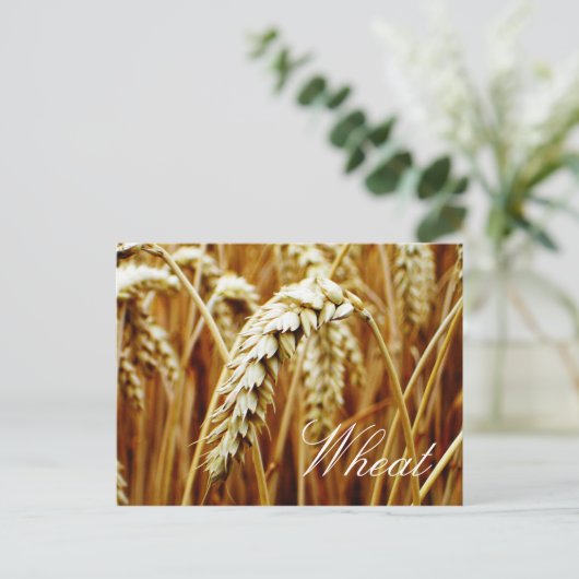 Weizenfeld-Postkarte Postkarte (Stehend Vorderseite)