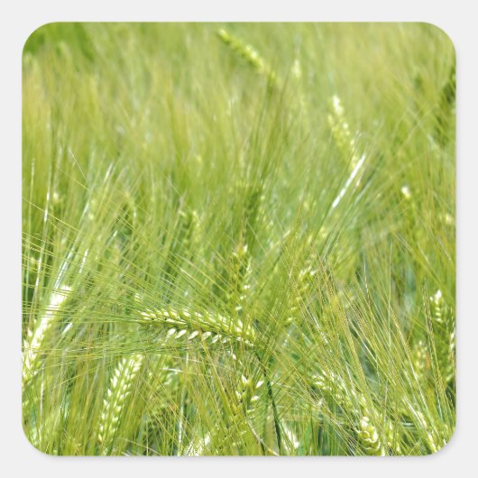 Weizenfeld Quadratischer Aufkleber (Vorderseite)