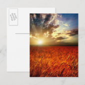 Weizenfeld und Sonnenuntergang Postkarte (Vorne/Hinten)