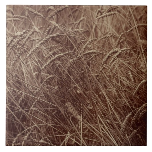 Weizenfeld (von Eugène Atget) Fliese (Vorderseite)