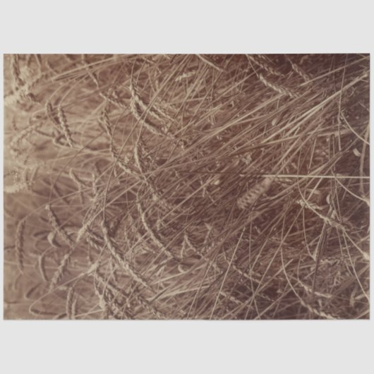 Weizenfeld (von Eugène Atget) Seidenpapier (Vorderseite)