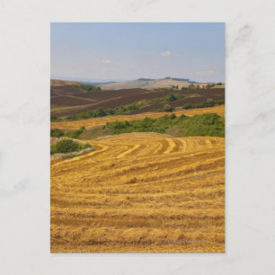 Weizenfelder nach der Ernte Postkarte