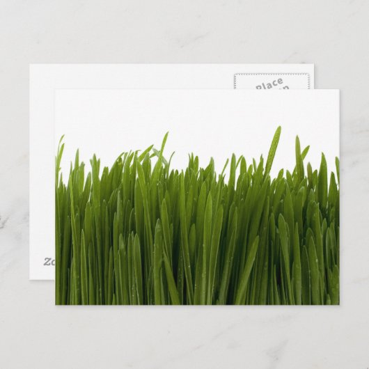 Weizengras Postkarte (Vorne/Hinten)