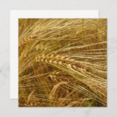 Weizenkörner auf dem Feld. Es ist ernte Zeit! (Vorne/Hinten)