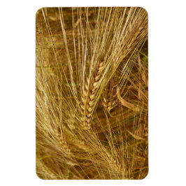 Weizenkörner auf dem Feld. Es ist ernte Zeit! Magnet