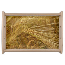 Weizenkörner auf dem Feld. Es ist ernte Zeit!