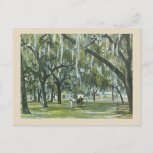 Welaka Florida Vintage mit Pferd und Kutsche Postkarte