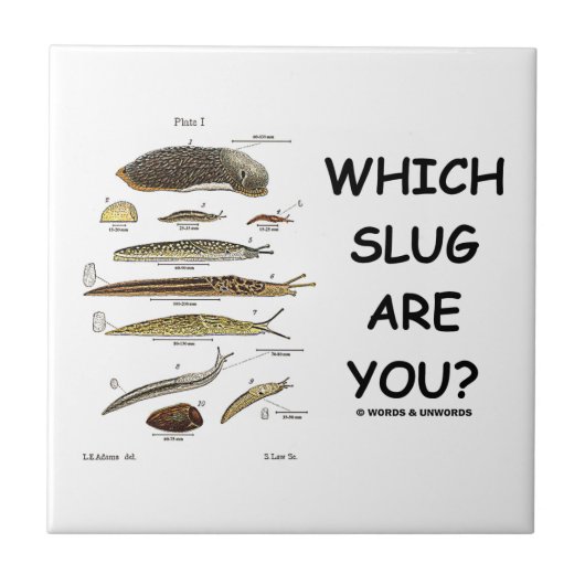 Welche Schnecke sind Sie? (Verschiedene Arten der Fliese (Vorderseite)