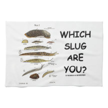 Welche Schnecke sind Sie? (Verschiedene Arten der