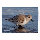 Wellen durch Wintry-Gewässer verschleiern (Vorderseite (Horizontal))