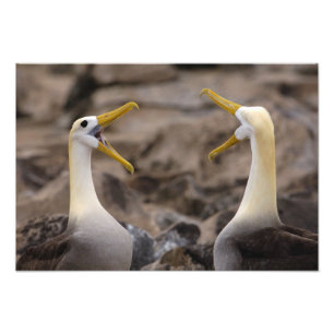 Wellenalbatros (Phoebastria irrorata) Paar Fotodruck