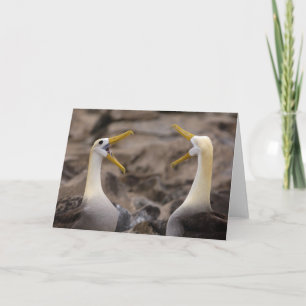 Wellenalbatros (Phoebastria irrorata) Paar Karte