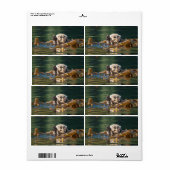 Wellenseeotter (Vorne)