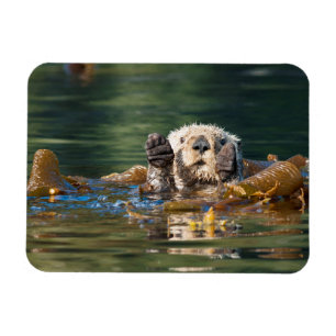 Wellenseeotter Magnet