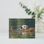 Wellenseeotter Postkarte (Stehend Vorderseite)