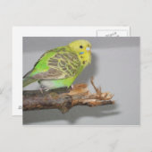 Wellensittich Postkarte (Vorne/Hinten)