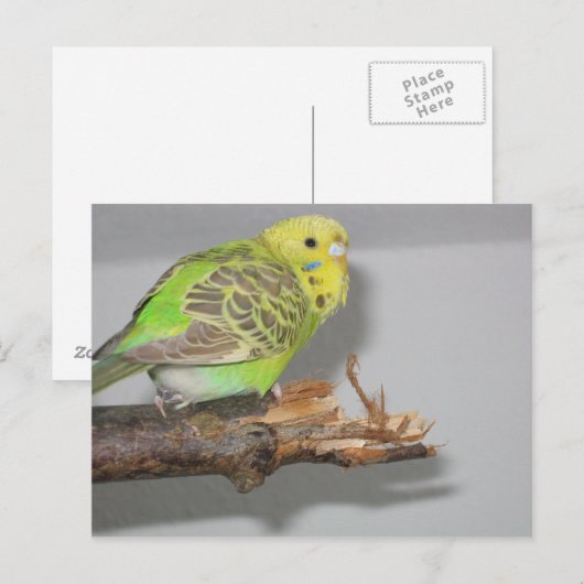 Wellensittich Postkarte (Vorne/Hinten)