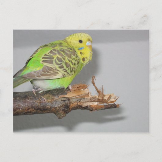 Wellensittich Postkarte (Vorderseite)