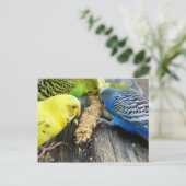 Wellensittiche (Melopsittacus undulatus) Postkarte (Stehend Vorderseite)