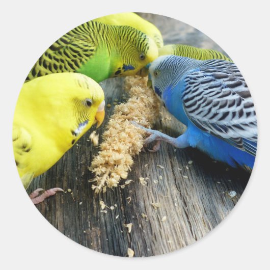 Wellensittiche (Melopsittacus undulatus) Runder Aufkleber (Vorderseite)