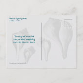 Wellhornschnecken-Schalen Vergleichsfotografie Postkarte (Rückseite)