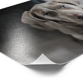 Welmaraner-Welpe Fotodruck (Ecke)